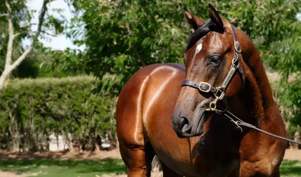 The Justify x Heart to Heart colt - $950,000 and heading to Chris Waller