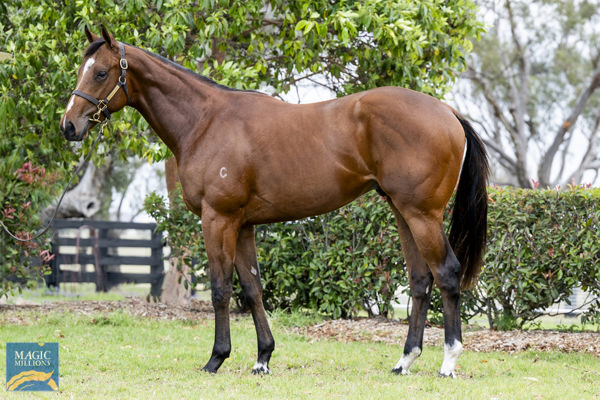 Justify x Port Augusta colt