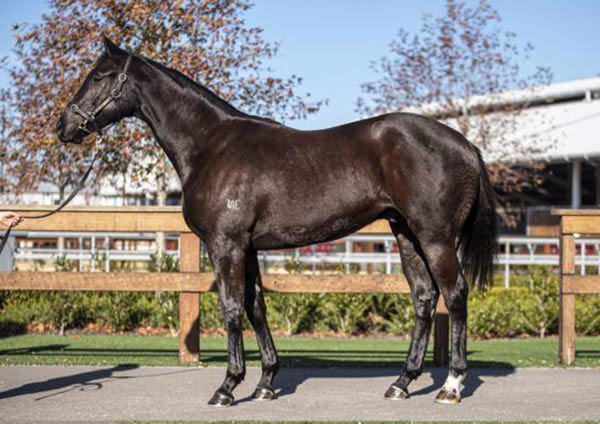 Ka Bling was bred and sold by Macquarie Stud.