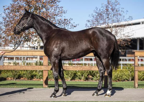 Ka Bling was a $200,000 Inglis Easter purchase.