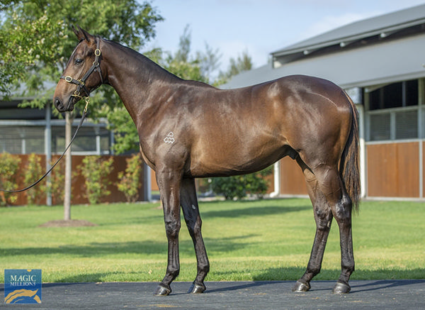Kakkoii Was A $380,000 Purchase From Arrowfield Stud's Magic Millions draft
