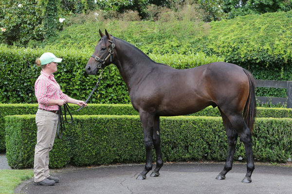 Lot 294 - Too Darn Hot x Lady Sayyida