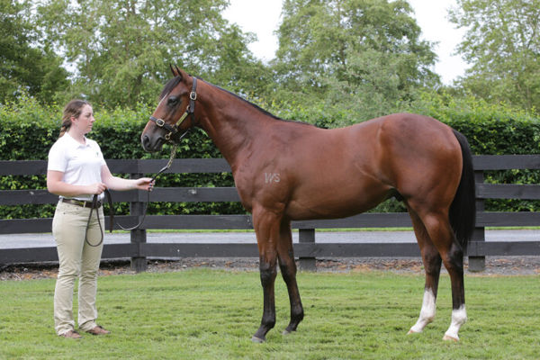 Lot 91 - the half-brother to Mo'unga by Super Seth