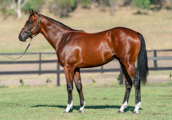 Karate Express as a yearling.