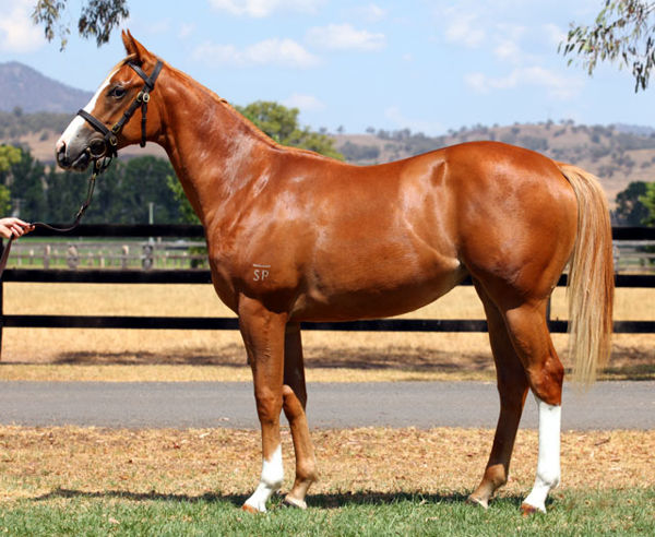Karuta Queen as a yearling that made just $30,000