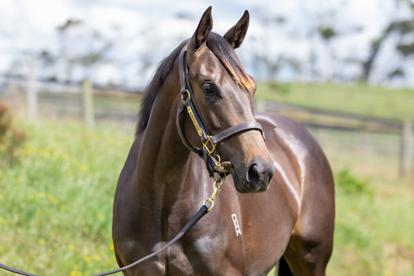 First Stakes Success For Embellish 3yo Kazaru, Winner Of The Listed Tasmania Oaks