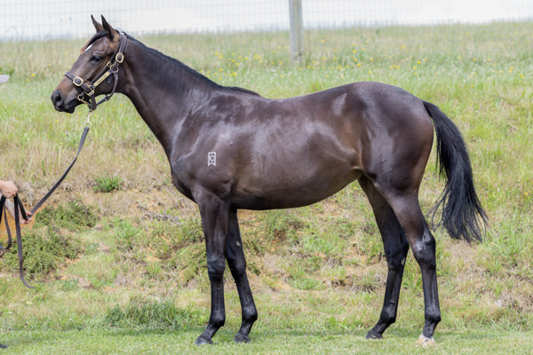 Kazaru Was Secured For Just $27,500 And Is One of Six Stakes Winners For Savabeel Stallion Embellish