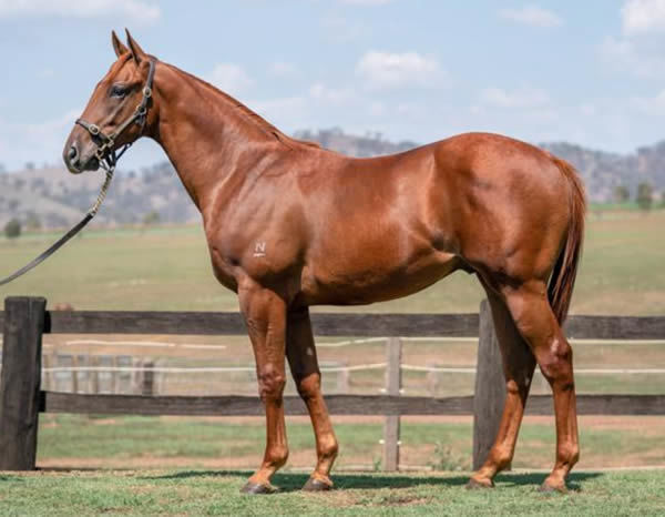 Keith was a successful pinhook for Attunga Stud.