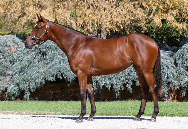 $625,000 Kermadec filly from Turaath (GB).