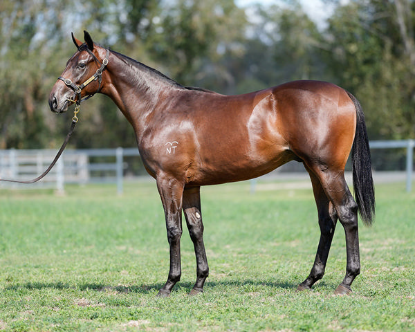 Pierata Colt Kilbrannan, a half to G1W Fireburn & G2W KIntrye Broke His Maiden At Newcastle