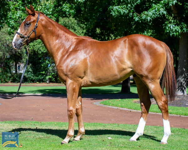 King of Light weas a $120,000 Magic Millions Perth purchase.