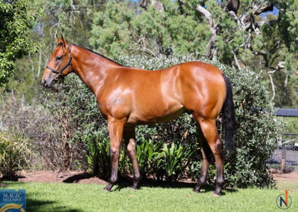 $800,000 Magic Millions purchase, King of Pop is a lovely looking colt.