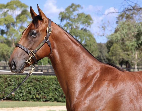 The full brother to King of Sparta will be a highlight for Yarraman Park.