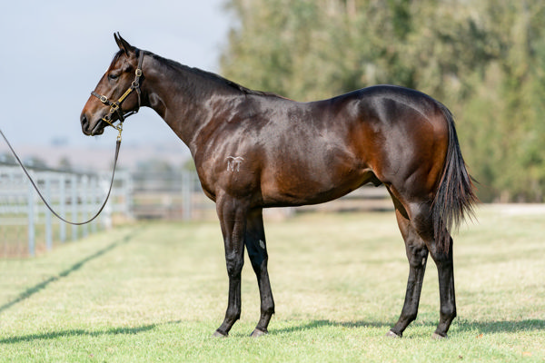 Goodwood Farm Graduate - $100,000 Inglis Easter Yearling Sale Purchase King's Secret