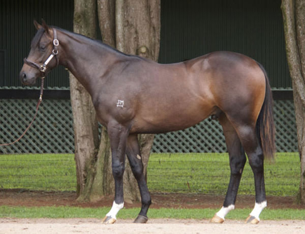 King's Star as a yearling, his pedigree is a real mix of speed and classic quality.