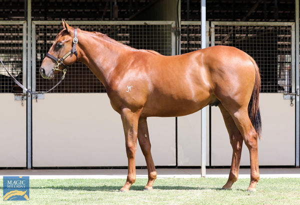 Kings Consort a $32,000 Adelaide Magic Millions Yearling
