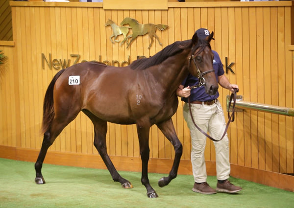 Lot 210 by Kingman sold for $650,000 to Boomer Bloodstock. Photo: Trish Dunell