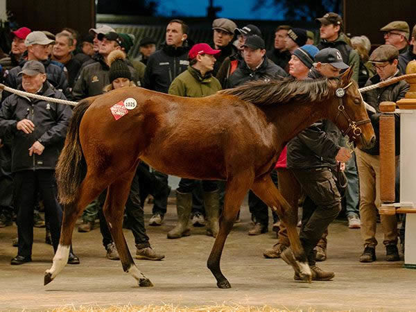 Kingman filly from Suelita