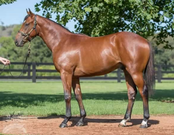King's Legacy as a yearling