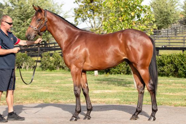 Kinloch was a $300,000 Karaka Book 1 purchase.