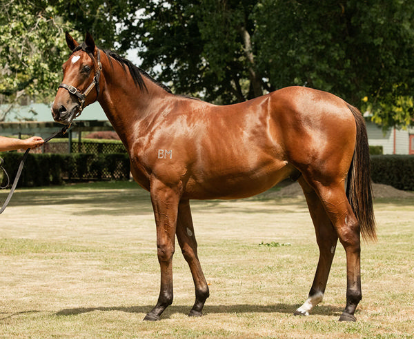 $340,000 NZB Yearling Purchased Kinnaird Could Head Towards The Karaka Million For Te Akau Racing