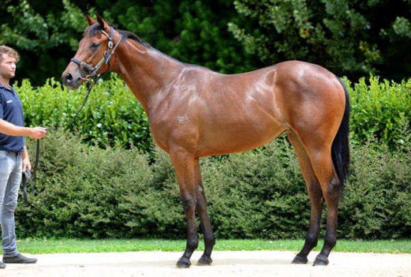 Kirramosa was unwanted as a yearling