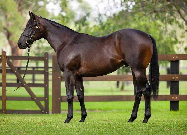 Lot 197 - King's Legacy colt from Orchids.