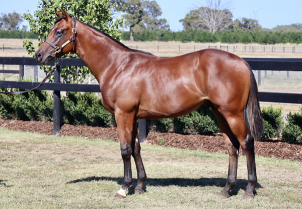 $300,000 King's Legacy colt from Anchor Bid.