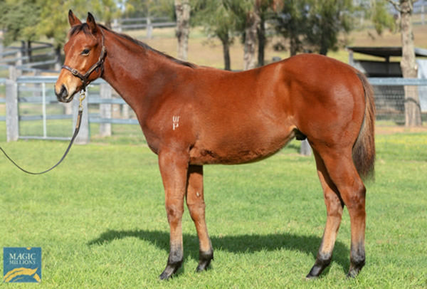 $165,000 King's Legacy colt from Luiza