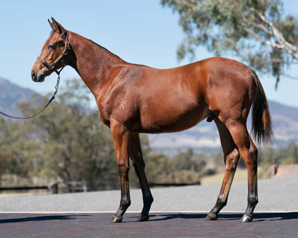 $140,000 King's Legacy colt from Tantivy