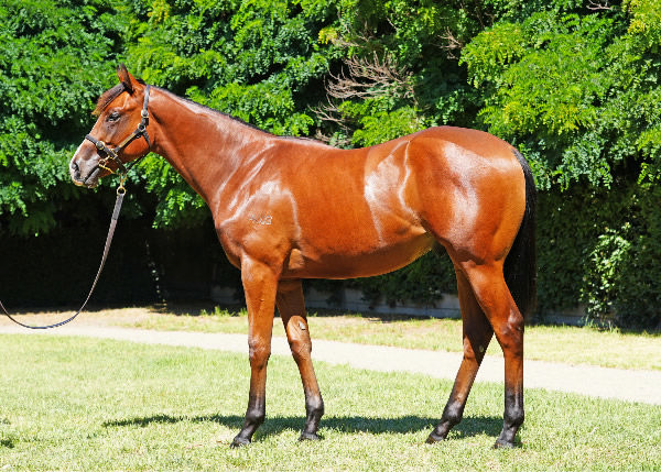 Lot 62 - the half-brother by King's Legacy to Benedetta.