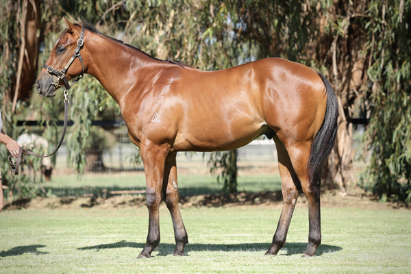 Ko Phangan was a $260,000 Magic Millions yearling.