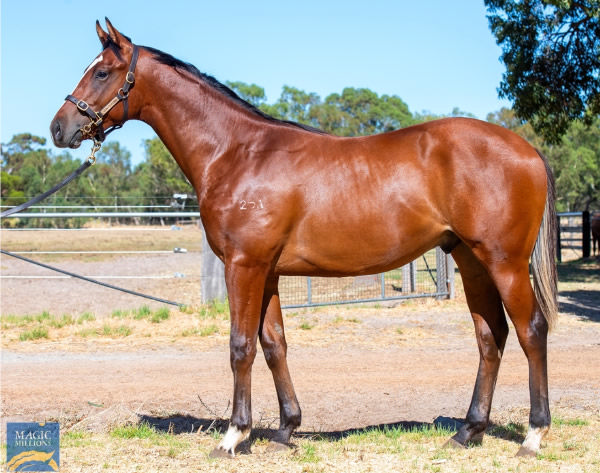 Lot 305 is a sibling to Big Shots.