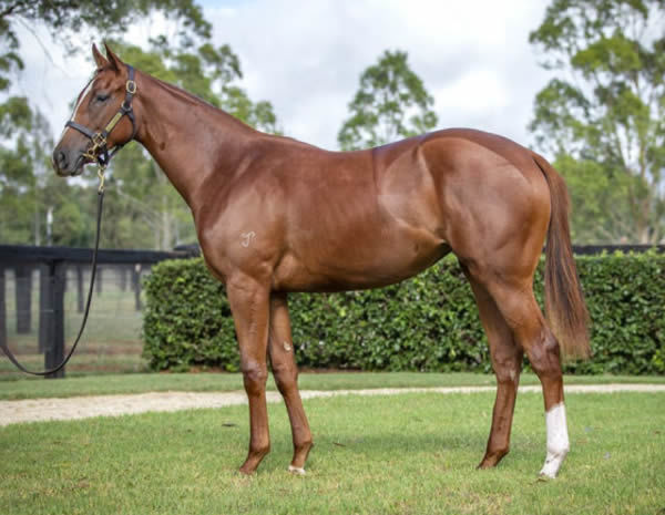 Kuroyanagi was a $390,000 Inglis Premier purchase. 