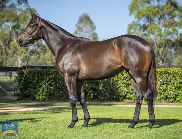$1million I Am Invincible colt from Silently. 
