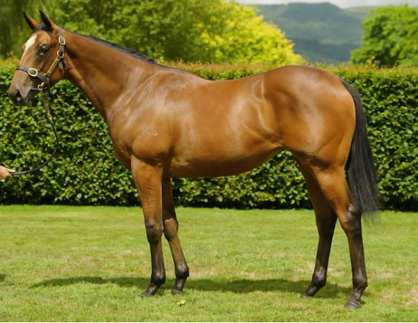 La Dorada was a $190,000 Karaka Book 1 purchase.