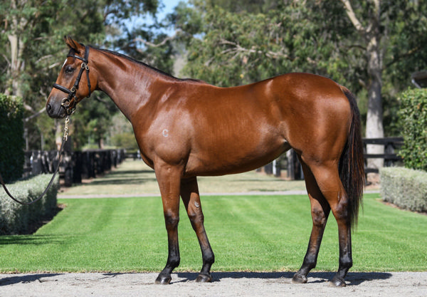 La Gitana was a $400,000 Inglis Easter purchase.