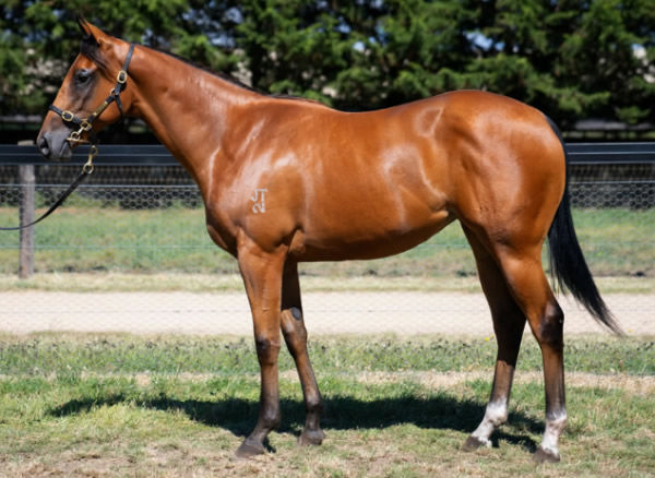 LA Roux was a $60,000 Inglis Premier purchase from Widden Stud.