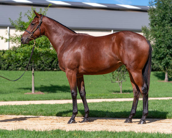 Lady Harlem a $125,000 Inglis Easter Yearling 