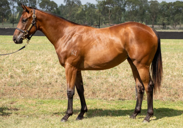 Lady Tassort was a $40,000 Inglis weanling purchase that passed in at Inglis Classic as a yearling.