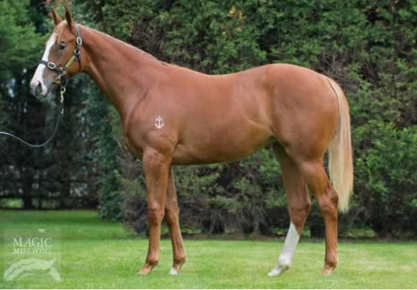 La Girl as a yearling.
