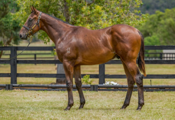 Laizabout was a $50,000 Inglis Classic purchase from Widden Stud.