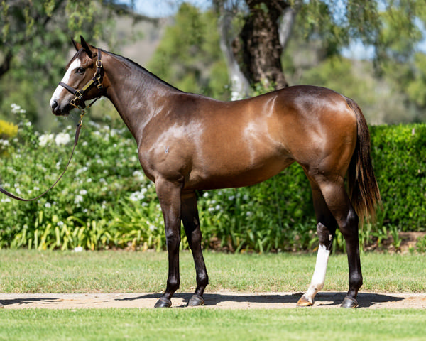Lara Antipova was a $100,000 Magic Millions purchase.