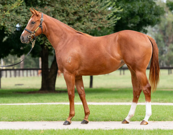 Lazzago as a yearling