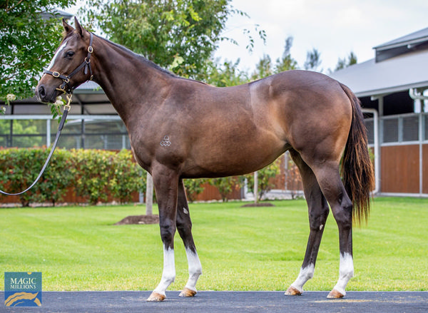 Lazzura Was A $500,000 Purchase By B2B Thoroughbreds At The Magic Millions