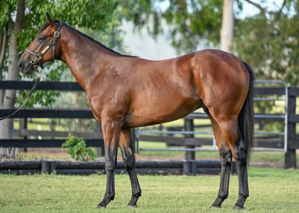 Leave No Doubt was a $160,000 Inglis Classic purchase.