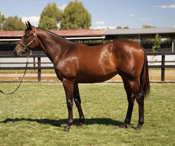 Let'srollthedice a $240,000 Inglis Premier yearling