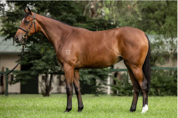 Let'sbefrankbaby a $400,000 Inglis Easter Yearling