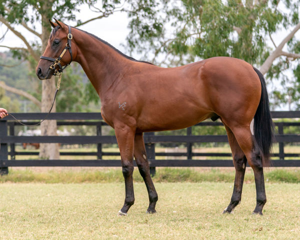 Liberty Steps a $130,000 Inglis Classic yearling