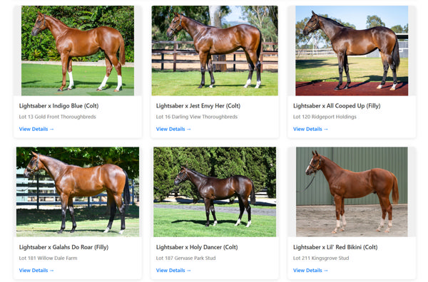 Click here to see all the Lightsaber Perth MM yearlings.
